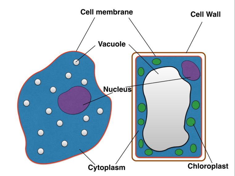 Animal and Plant cells - AimHigh!